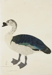 A Comb Drake